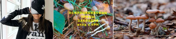 гидра Наволоки